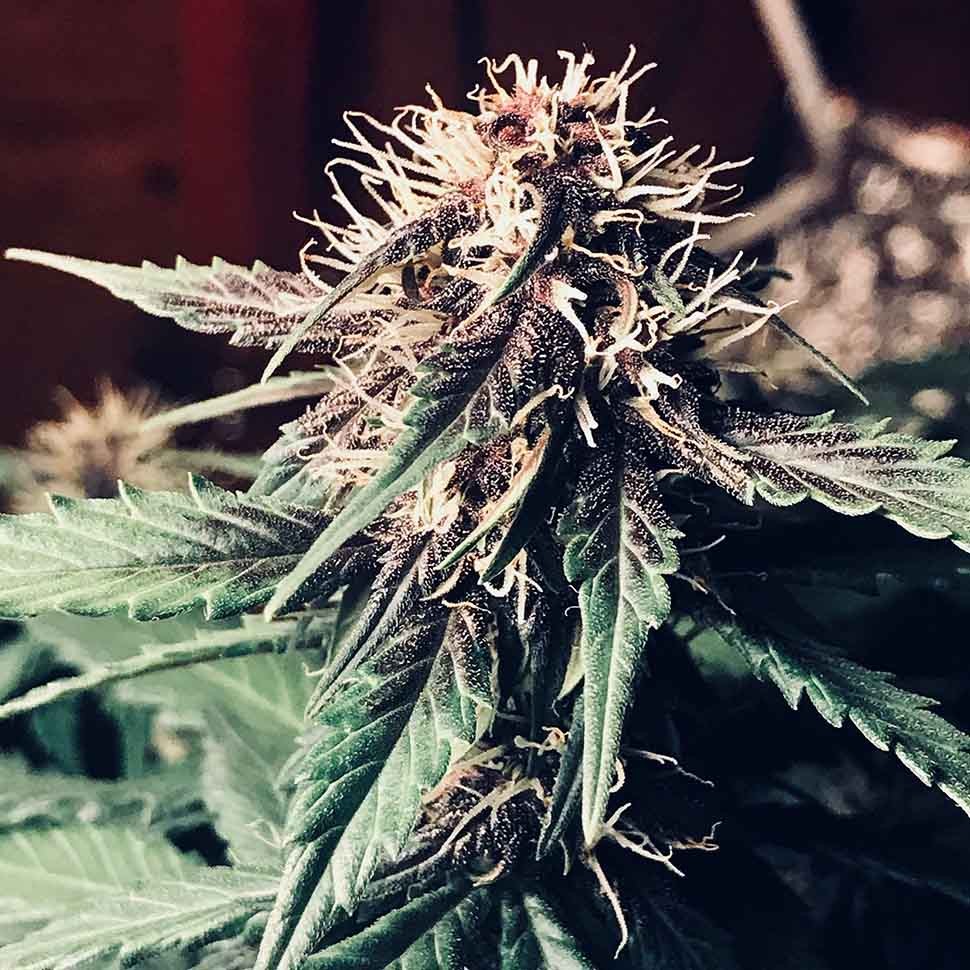 купить семена конопли индика Auto Santa reg купить семена конопли индика Auto Santa reg