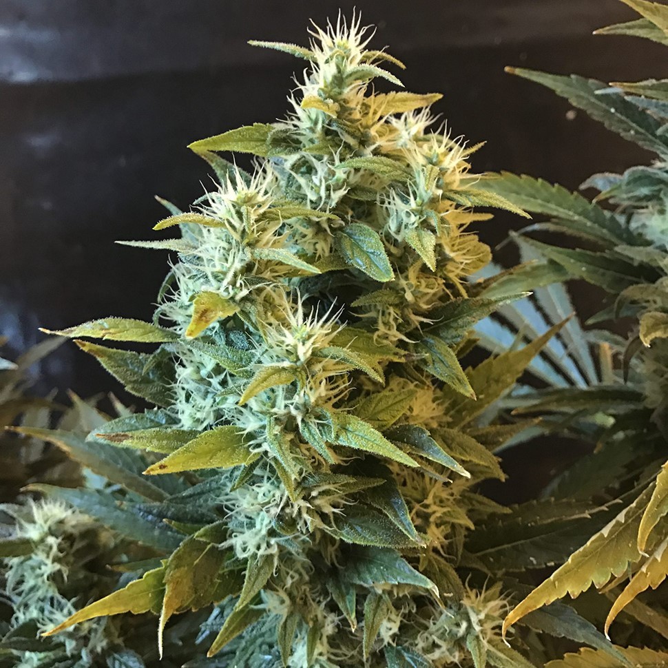 Семена конопли Power Africa feminised Ganja Seeds