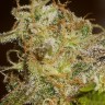 Семена конопли Power Africa feminised Ganja Seeds Семена конопли Power Africa feminised Ganja Seeds