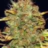 Семена конопли Power Africa feminised Ganja Seeds Семена конопли Power Africa feminised Ganja Seeds