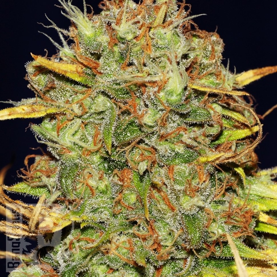 Семена конопли Power Africa feminised Ganja Seeds Семена конопли Power Africa feminised Ganja Seeds