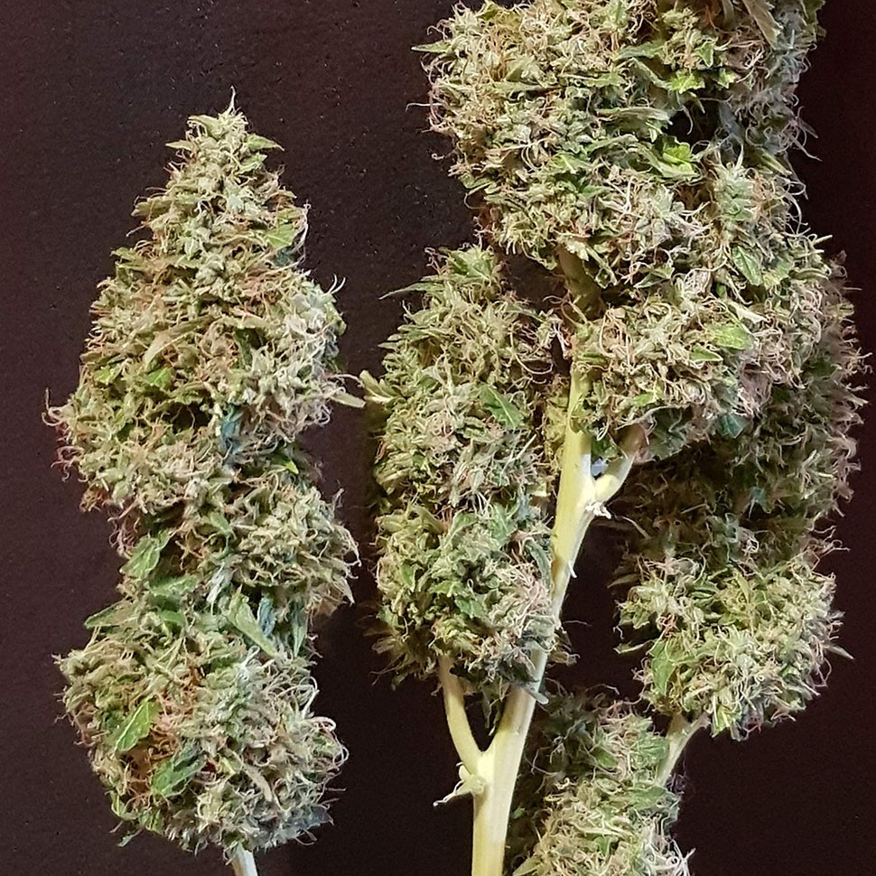 семена конопли скороспелый купить Auto New York Diesel feminised семена конопли скороспелый купить Auto New York Diesel feminised