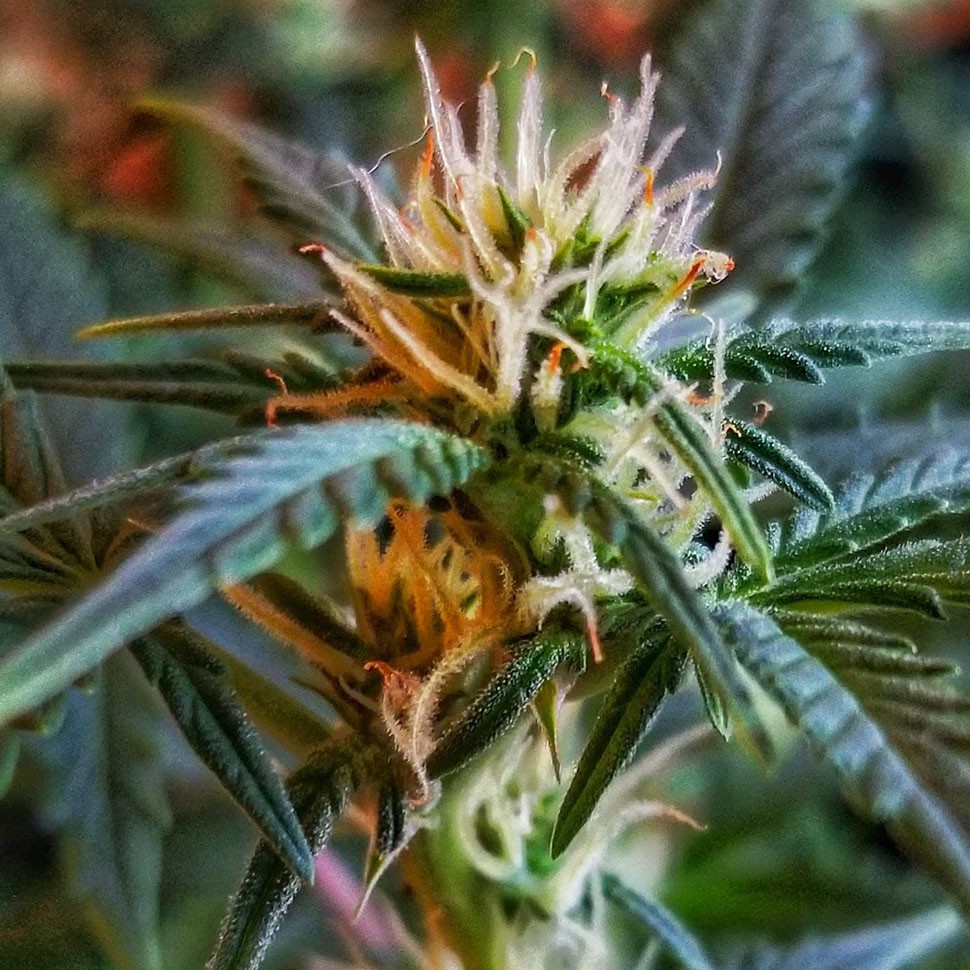 купить семена конопли для выращивания Auto New York Diesel feminised купить семена конопли для выращивания Auto New York Diesel feminised