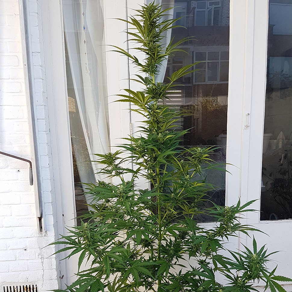 купить семена конопли индика Auto New York Diesel feminised купить семена конопли индика Auto New York Diesel feminised