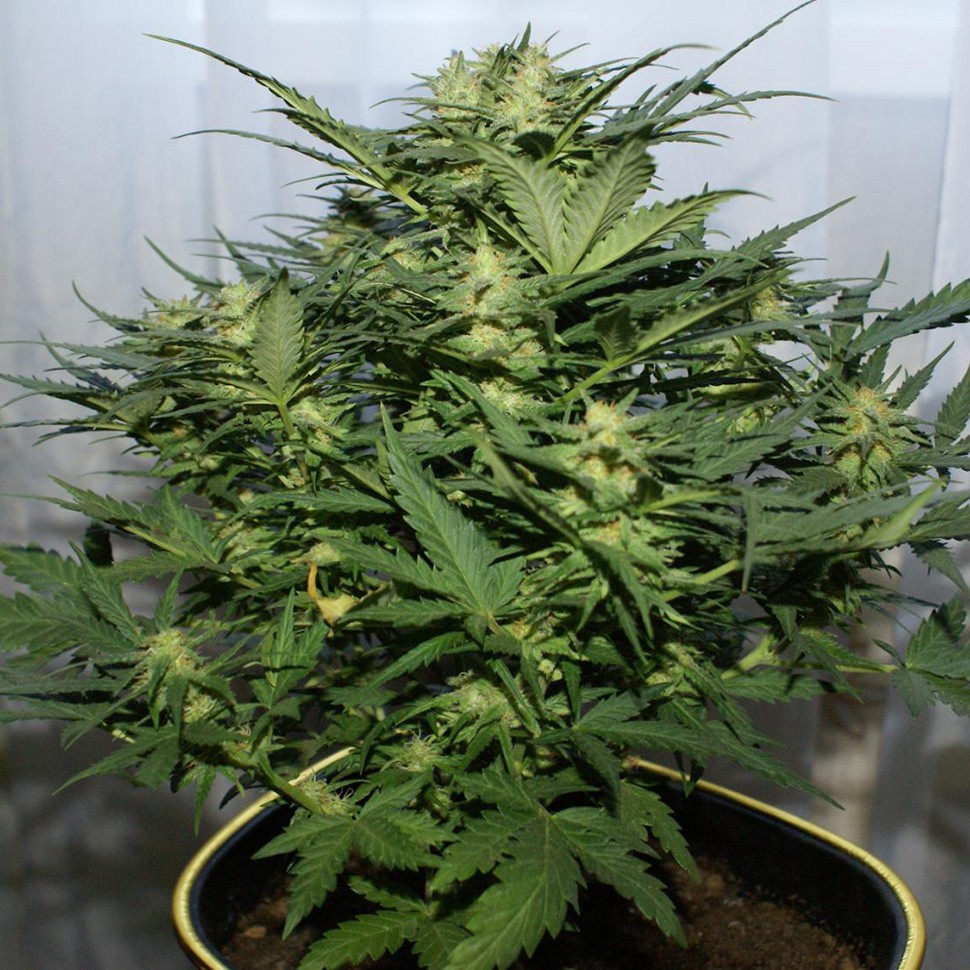 Семена марихуаны Auto Baiterek feminised Bang Seeds