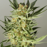 Семена марихуаны Auto Baiterek feminised Bang Seeds Семена марихуаны Auto Baiterek feminised Bang Seeds