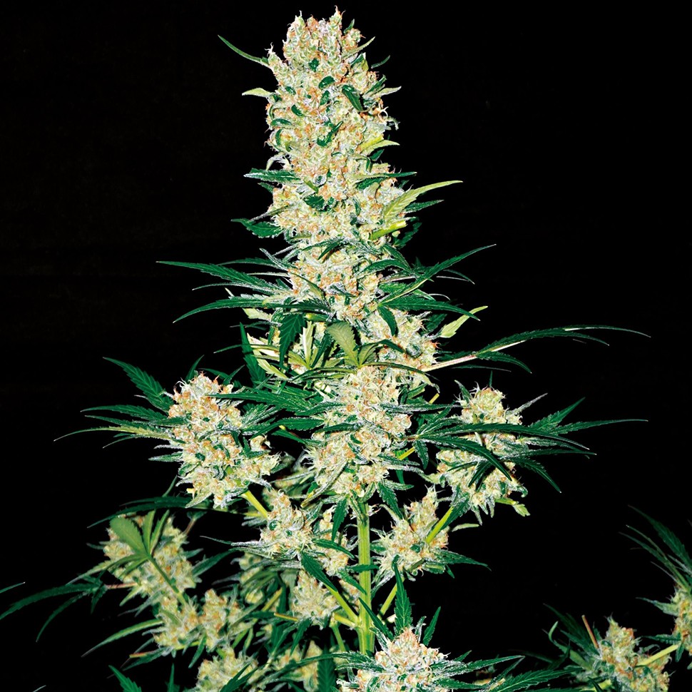 Семена марихуаны Khan Tengri feminised Bang Seeds