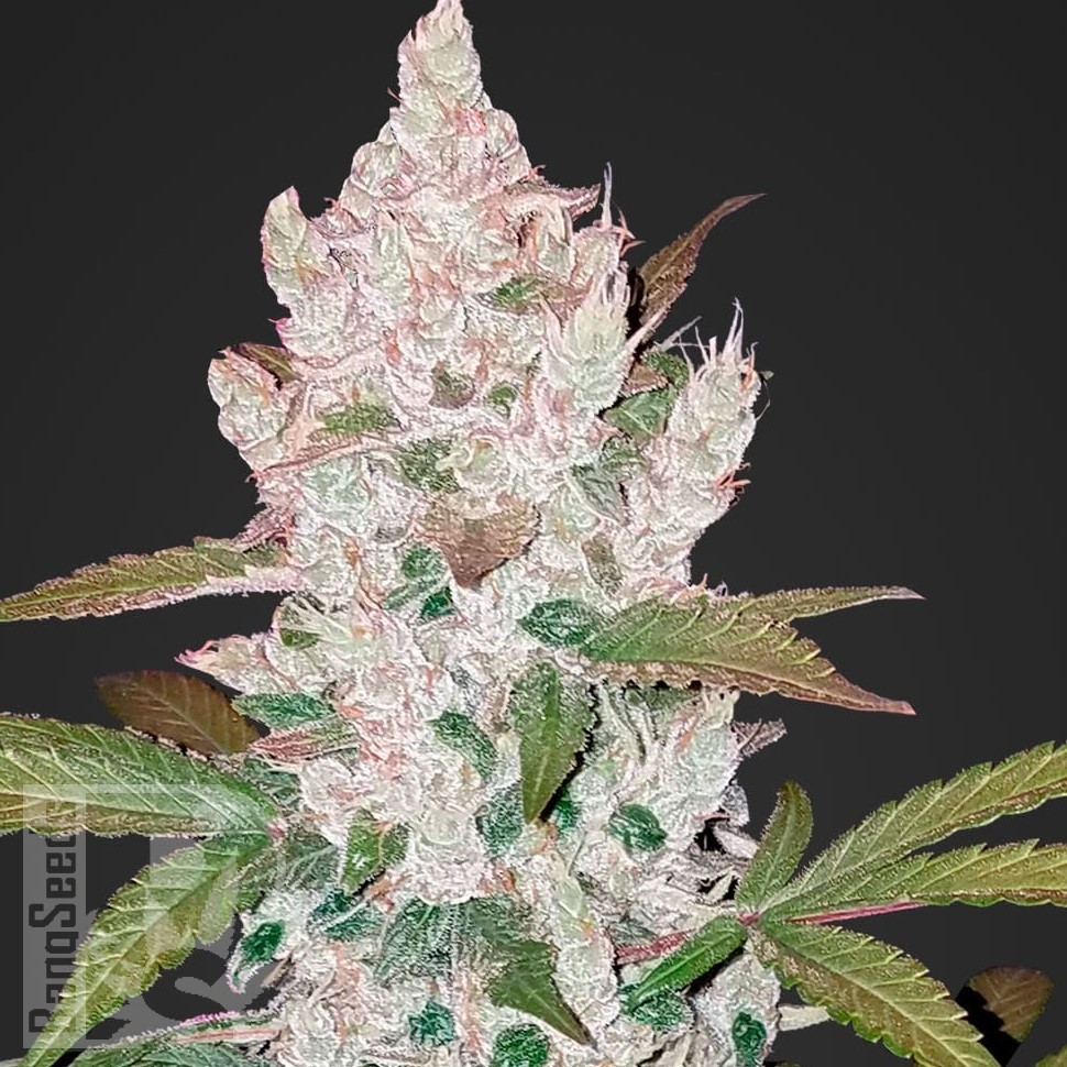 Семена марихуаны  Khan Tengri feminised Bang Seeds