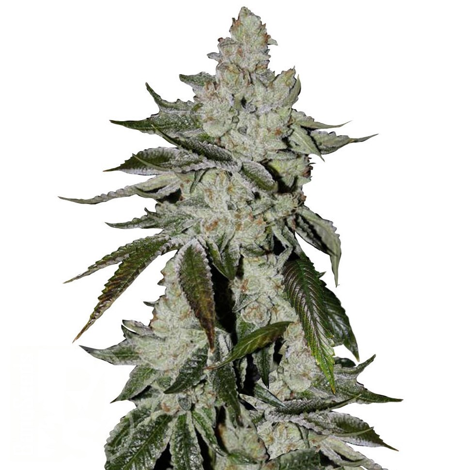 Семена марихуаны  Khan Tengri feminised Bang Seeds