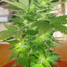 Семена конопли в Астане Auto Easy Ryder feminised Ganja Seeds Семена конопли в Астане Auto Easy Ryder feminised Ganja Seeds