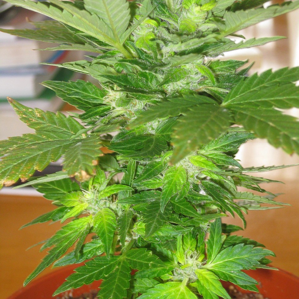Семена конопли в Астане Auto Easy Ryder feminised Ganja Seeds Семена конопли в Астане Auto Easy Ryder feminised Ganja Seeds