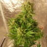 Качественные семена марихуаны Auto Easy Ryder feminised Ganja Seeds Качественные семена марихуаны Auto Easy Ryder feminised Ganja Seeds