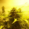 Семена конопли в Казахстане Auto Easy Ryder feminised Ganja Seeds Семена конопли в Казахстане Auto Easy Ryder feminised Ganja Seeds