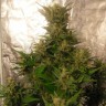 Семена марихуаны Auto Easy Ryder feminised Ganja Seeds Семена марихуаны Auto Easy Ryder feminised Ganja Seeds