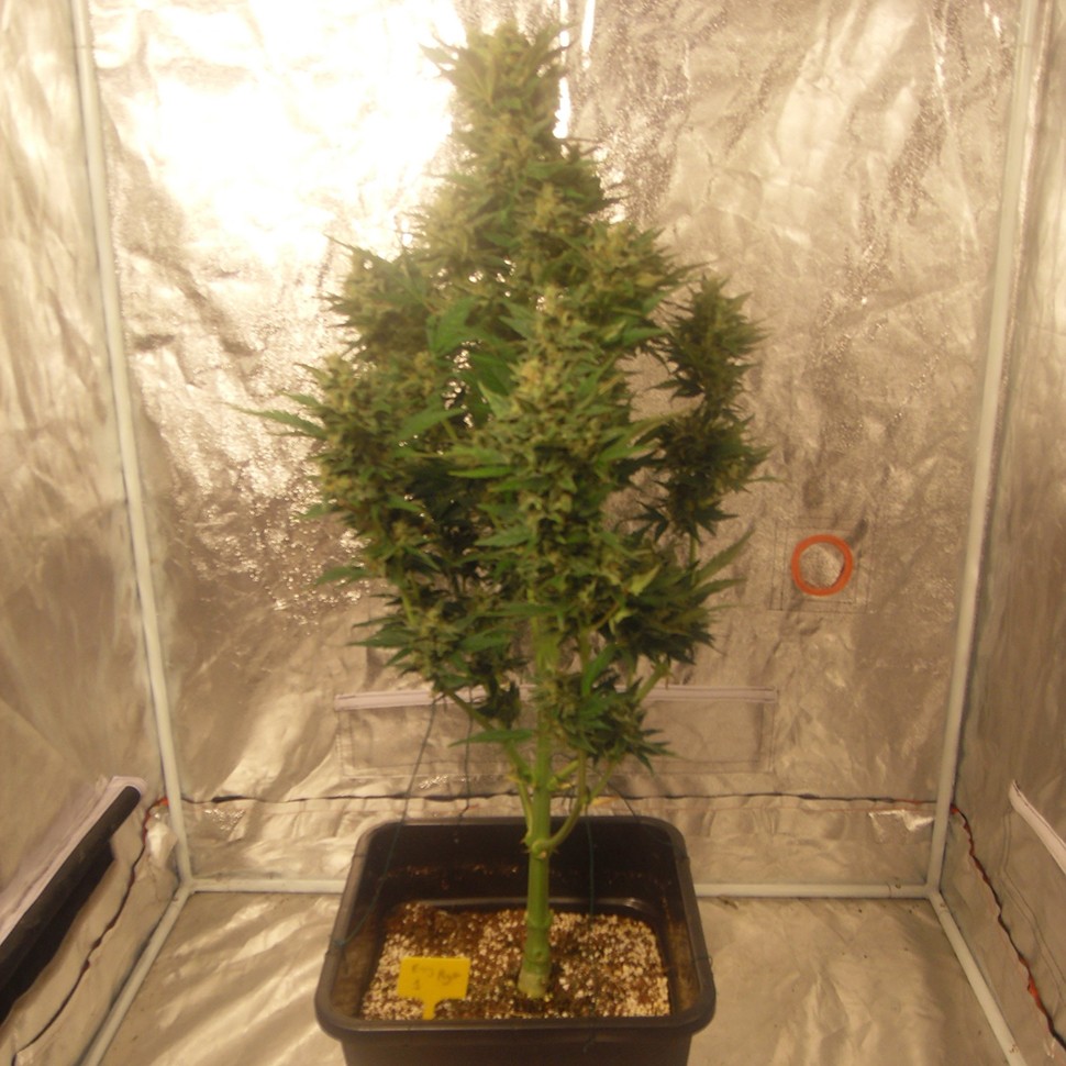 Семена каннабиса Auto Easy Ryder feminised Ganja Seeds Семена каннабиса Auto Easy Ryder feminised Ganja Seeds