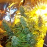 Семена конопли Auto Easy Ryder feminised Ganja Seeds Семена конопли Auto Easy Ryder feminised Ganja Seeds
