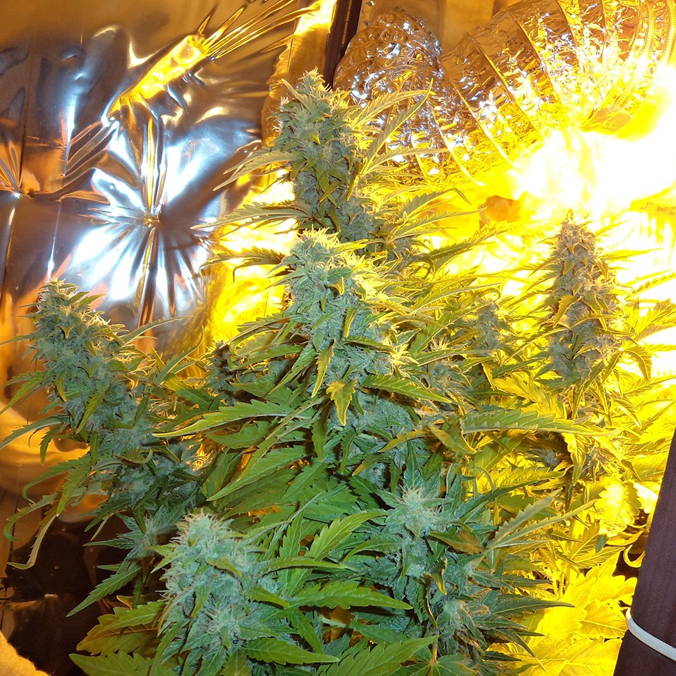 Семена Auto Easy Ryder feminised Ganja Seeds