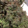 купить мощные семена конопли Auto Jack x White Widow feminised купить мощные семена конопли Auto Jack x White Widow feminised