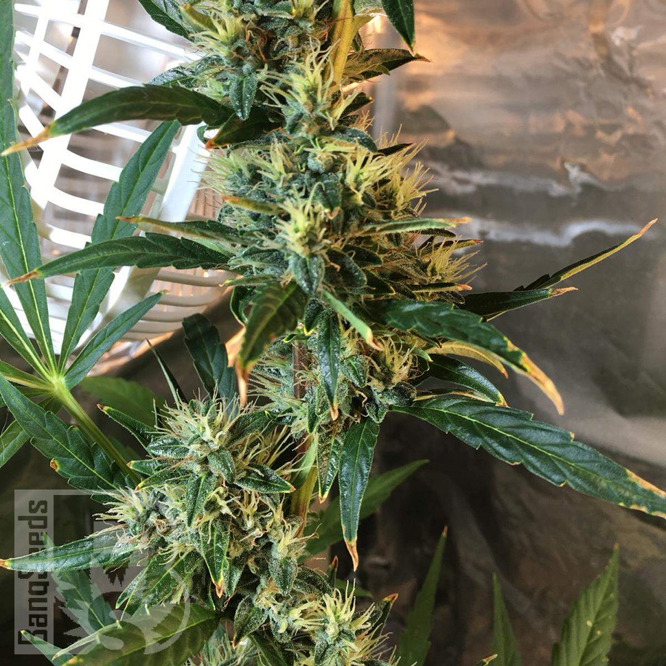 купить семена конопли в фирменной упаковке Auto Jack x White Widow feminised купить семена конопли в фирменной упаковке Auto Jack x White Widow feminised