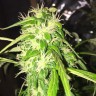 купить семена конопли с доставкой Auto Jack x White Widow feminised купить семена конопли с доставкой Auto Jack x White Widow feminised
