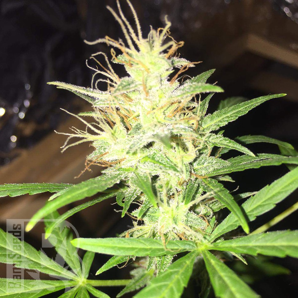 купить семена конопли гидропоники Auto Jack x White Widow feminised купить семена конопли гидропоники Auto Jack x White Widow feminised
