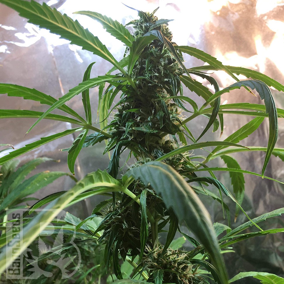 купить семена конопли дешево Auto Jack x White Widow feminised купить семена конопли дешево Auto Jack x White Widow feminised