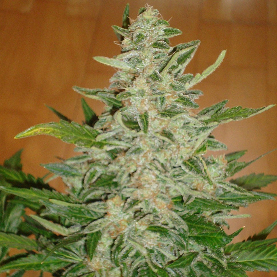 Семена конопли Auto Moby Dick regular Ganja Seeds