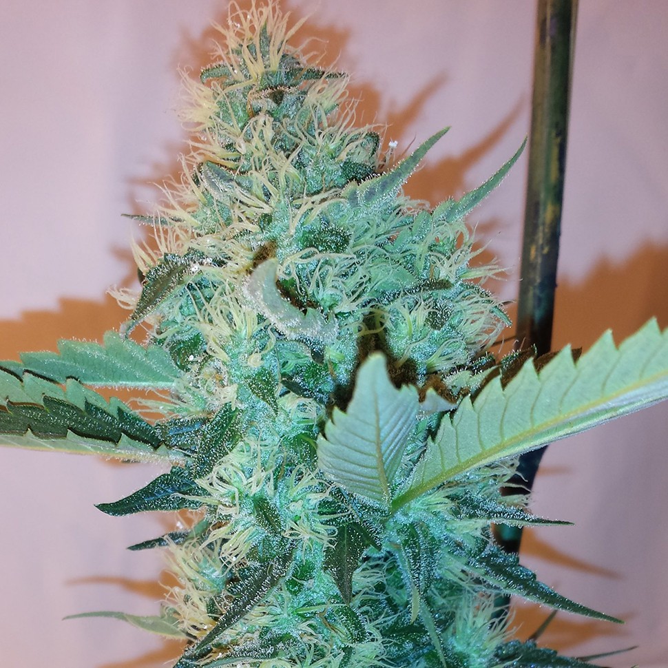 Семена каннабиса Hashberry feminised Ganja Seeds