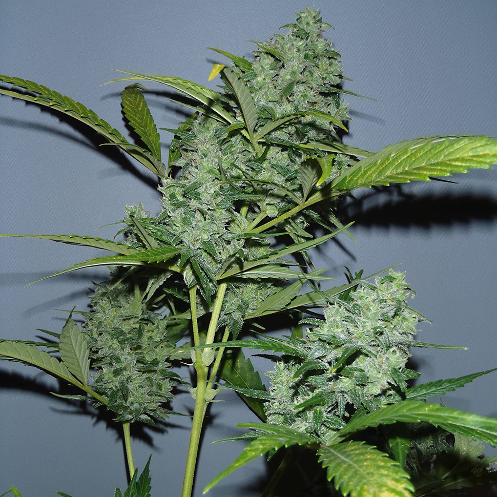 семена конопли убойные Auto Balkhash feminised семена конопли убойные Auto Balkhash feminised