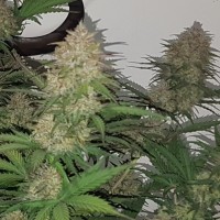 Auto Balkhash feminised Bang Seeds