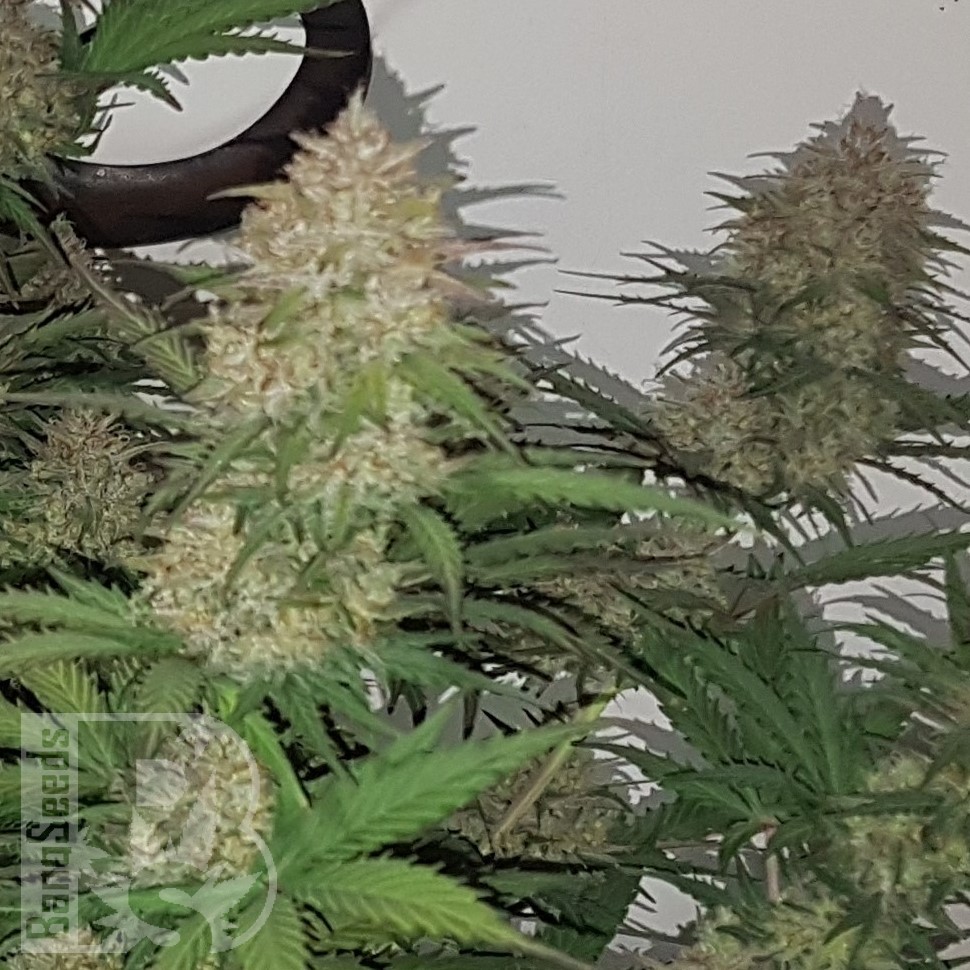 Семена Auto Balkhash feminised Bang Seeds