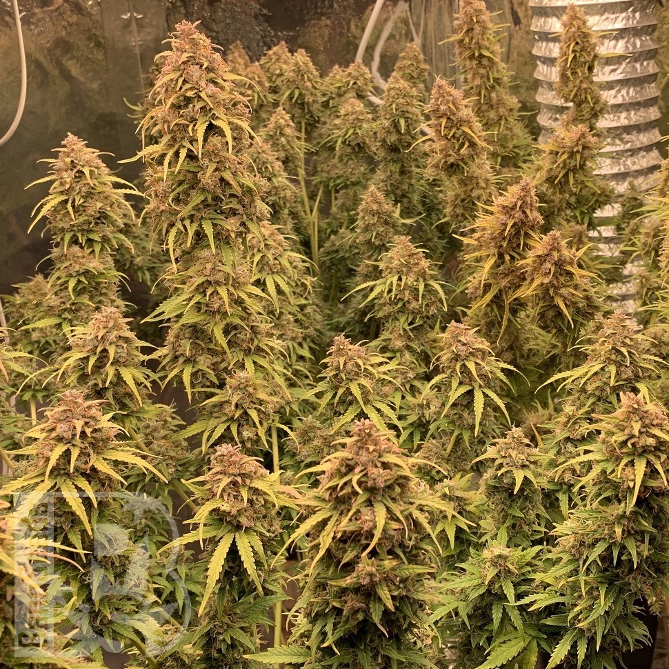 Семена Khan-Shatyr feminised Bang Seeds Семена Khan-Shatyr feminised Bang Seeds