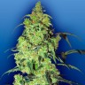Семена конопли автоцветущих сортов Auto Blow Mind feminised Ganja Seeds Семена конопли автоцветущих сортов Auto Blow Mind feminised Ganja Seeds