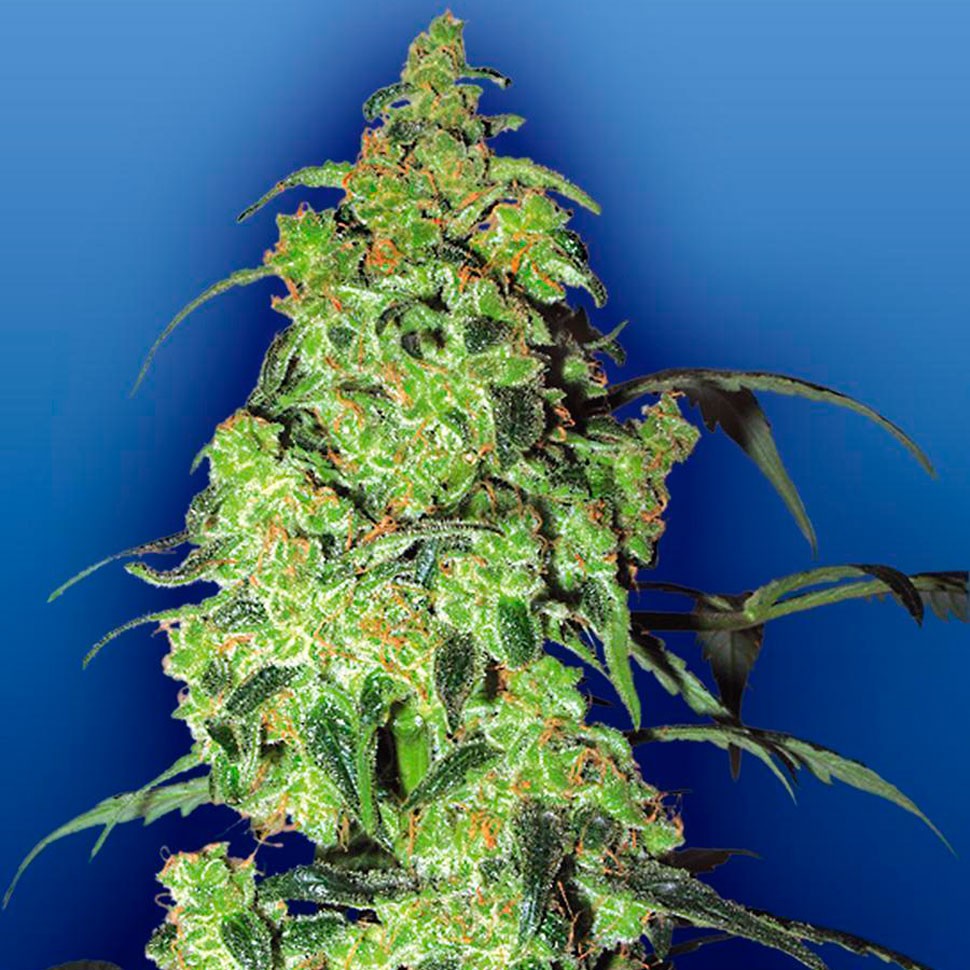 Семена конопли автоцветущих сортов Auto Blow Mind feminised Ganja Seeds Семена конопли автоцветущих сортов Auto Blow Mind feminised Ganja Seeds