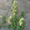 Автоцветущие сорта конопли Auto Blow Mind feminised Ganja Seeds Автоцветущие сорта конопли Auto Blow Mind feminised Ganja Seeds