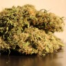 Семена марихуаны недорого Auto Blow Mind feminised Ganja Seeds Семена марихуаны недорого Auto Blow Mind feminised Ganja Seeds