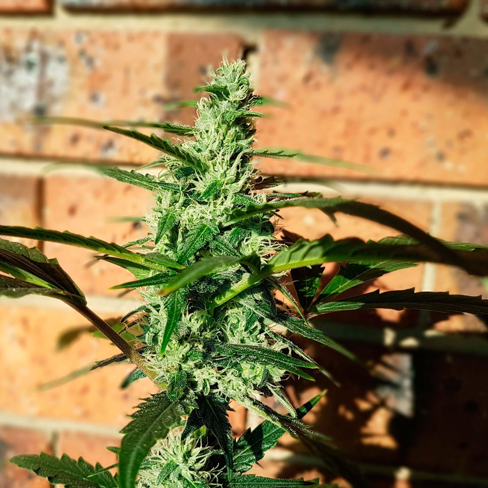 Семена ганжа Auto Blow Mind feminised Ganja Seeds