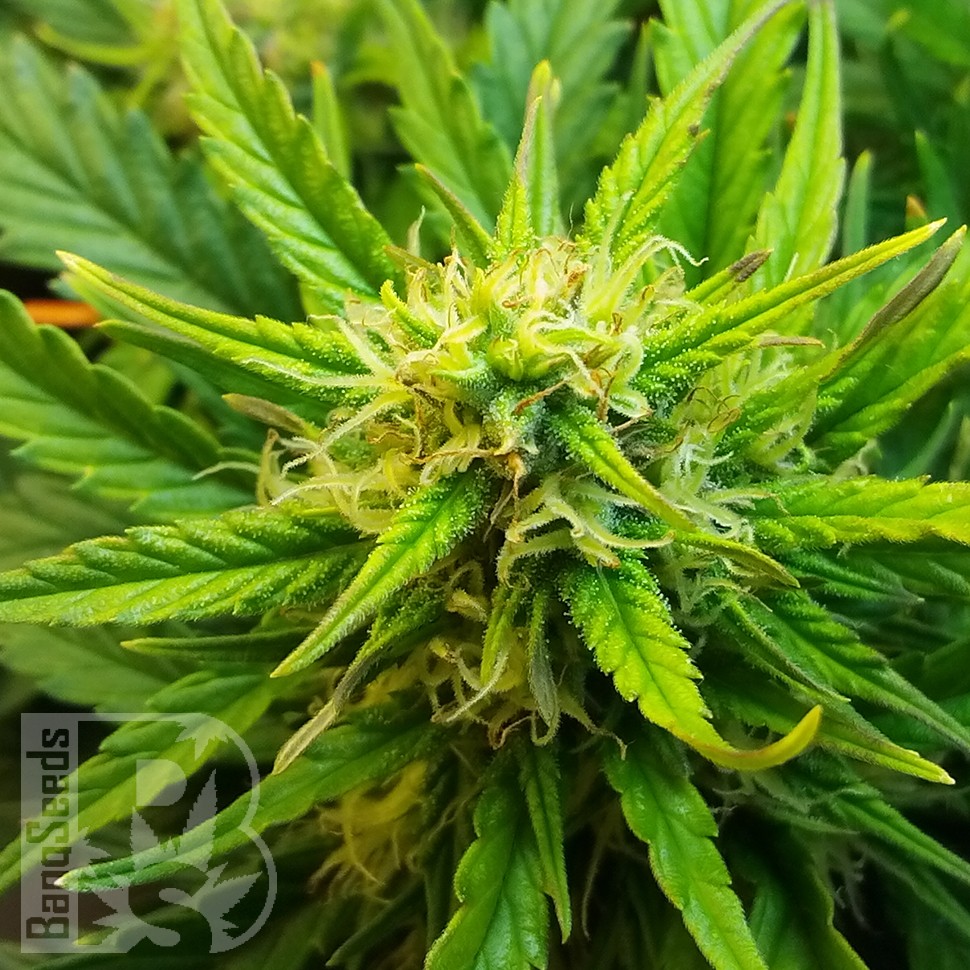 Семена ганжа Auto Jet 47 feminised Ganja Seeds