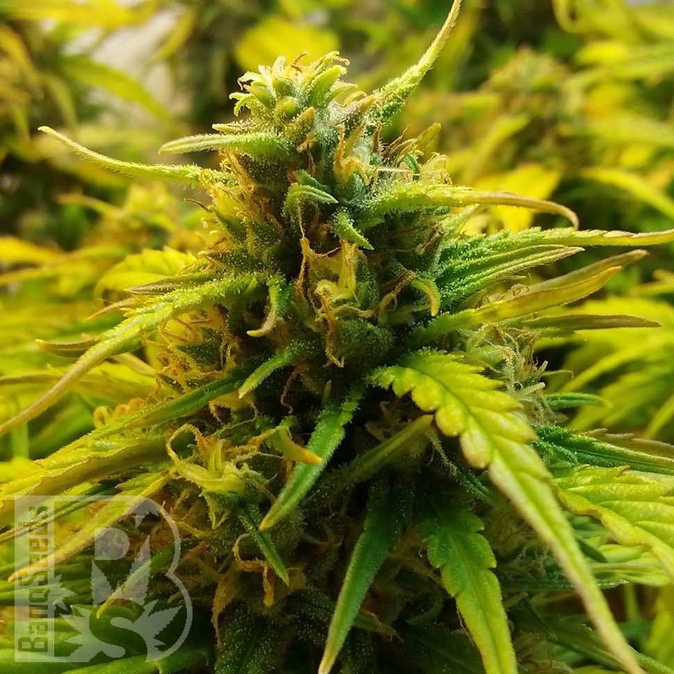 купить семена конопли недорого Auto Jet 47 feminised купить семена конопли недорого Auto Jet 47 feminised