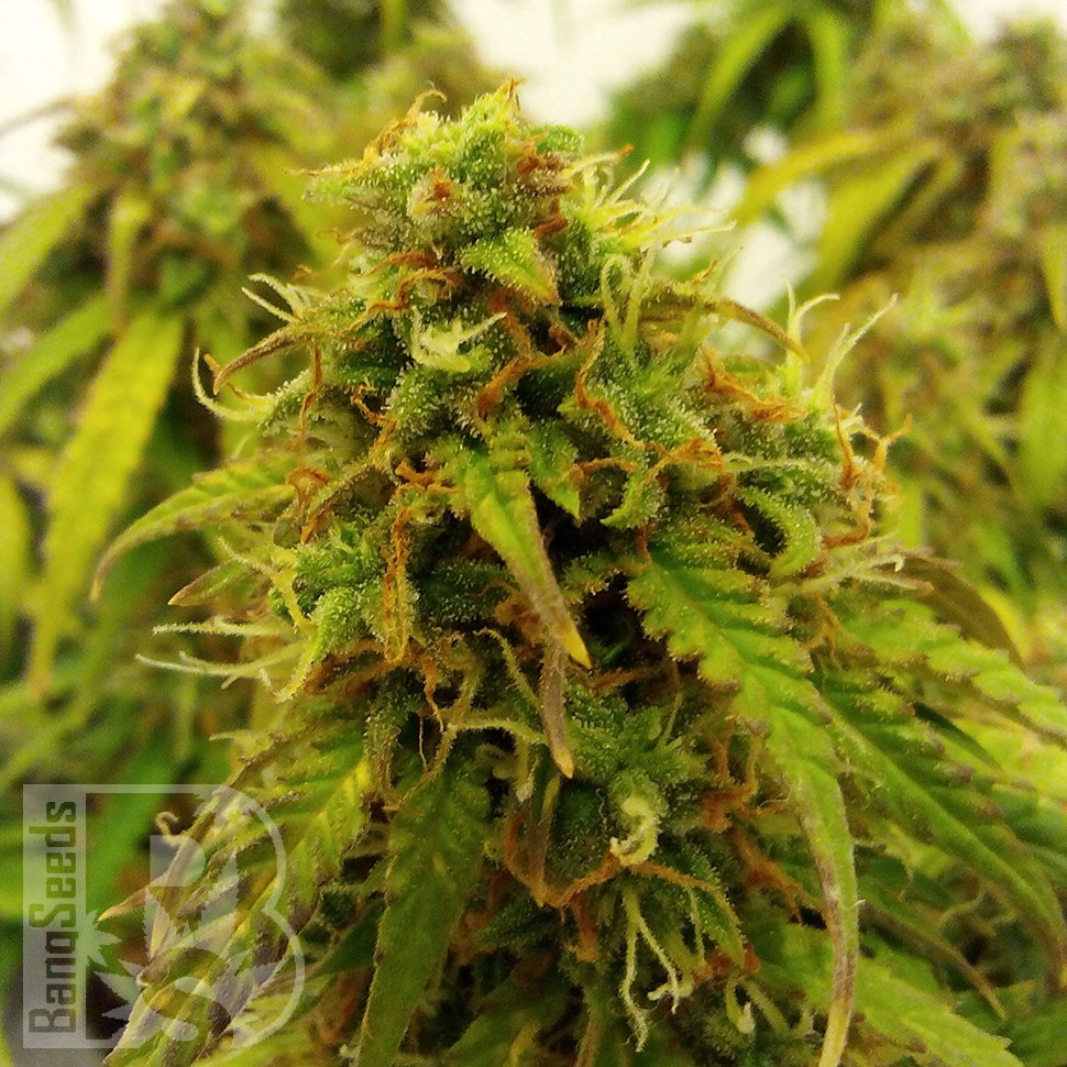 купить семена конопли в оригинальных упаковках Auto Jet 47 feminised купить семена конопли в оригинальных упаковках Auto Jet 47 feminised
