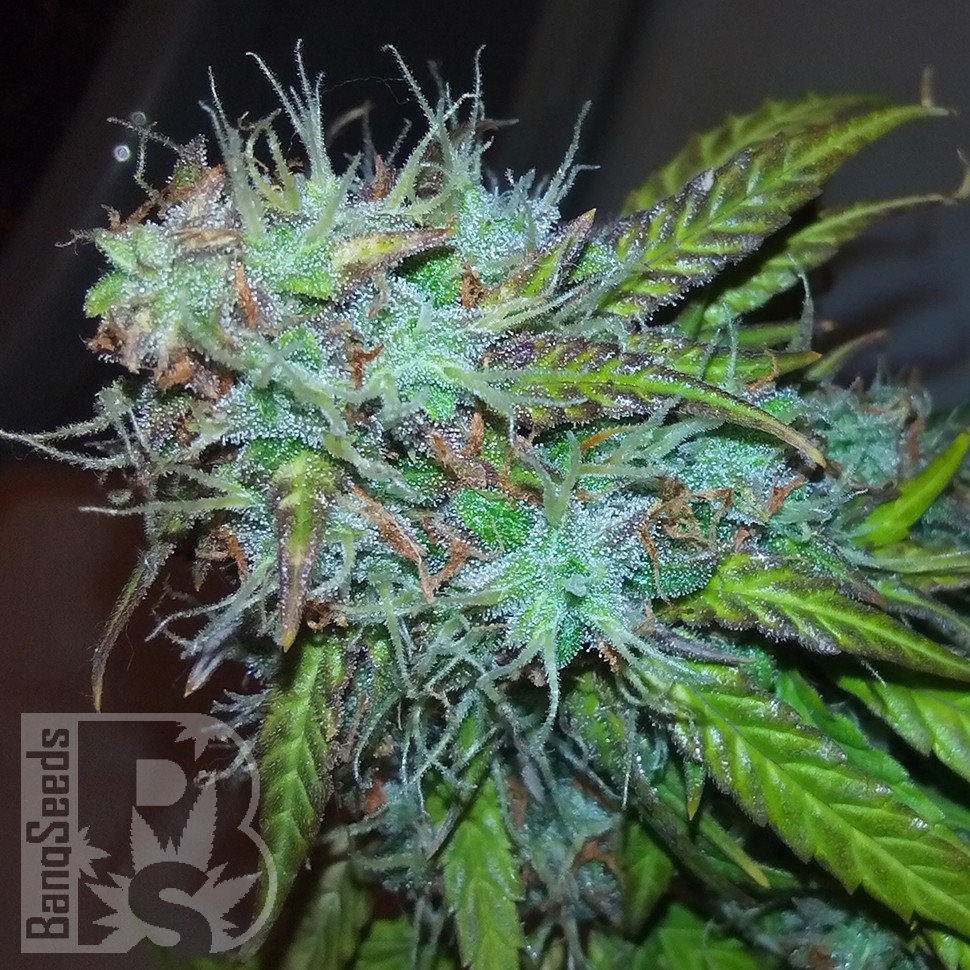 купить семена конопли Auto Jet 47 feminised купить семена конопли Auto Jet 47 feminised