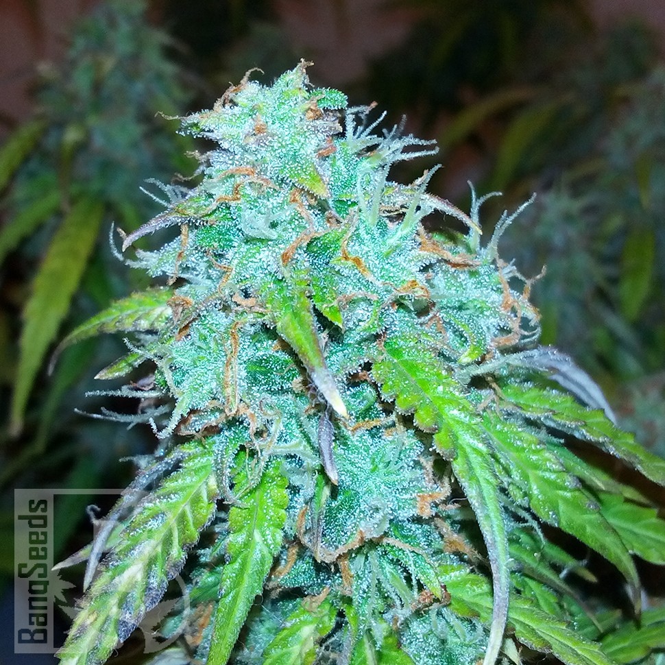 купить качественные семена конопли Auto Jet 47 feminised купить качественные семена конопли Auto Jet 47 feminised