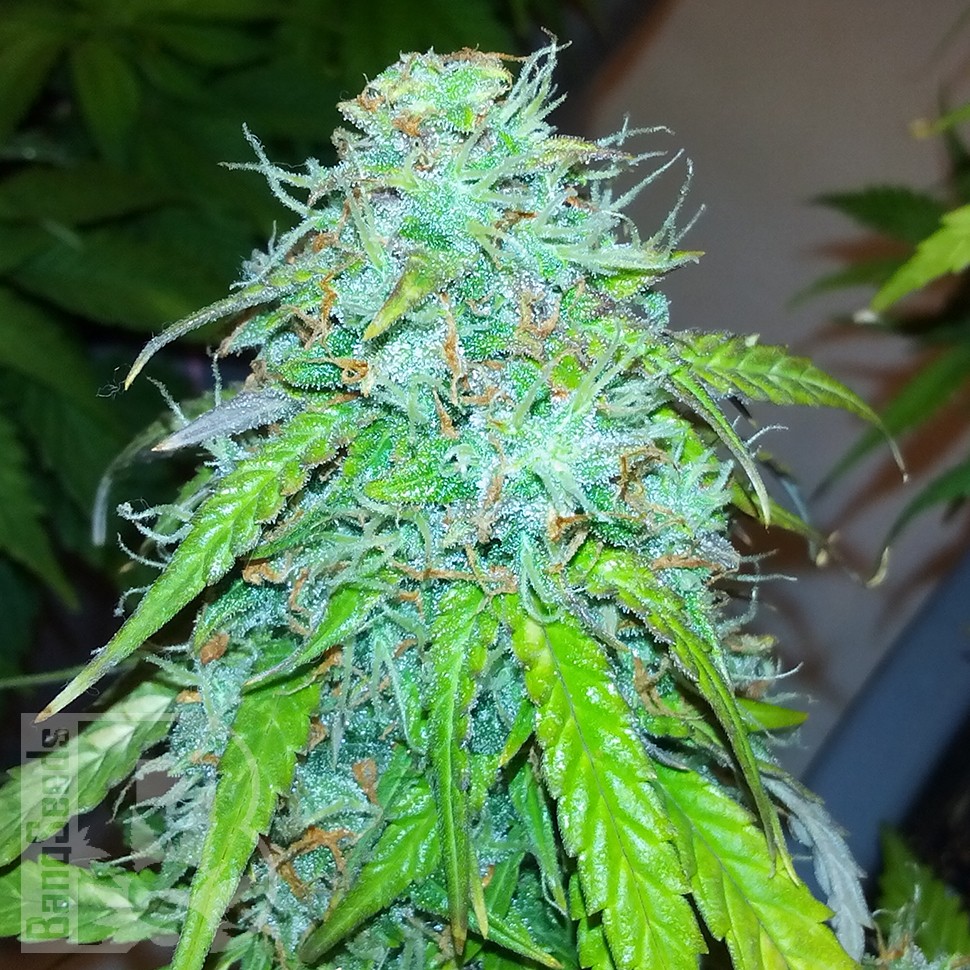 купить семена конопли феминизированные Auto Jet 47 feminised купить семена конопли феминизированные Auto Jet 47 feminised