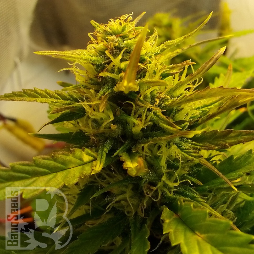 купить семена сортовой конопли Auto Jet 47 feminised купить семена сортовой конопли Auto Jet 47 feminised