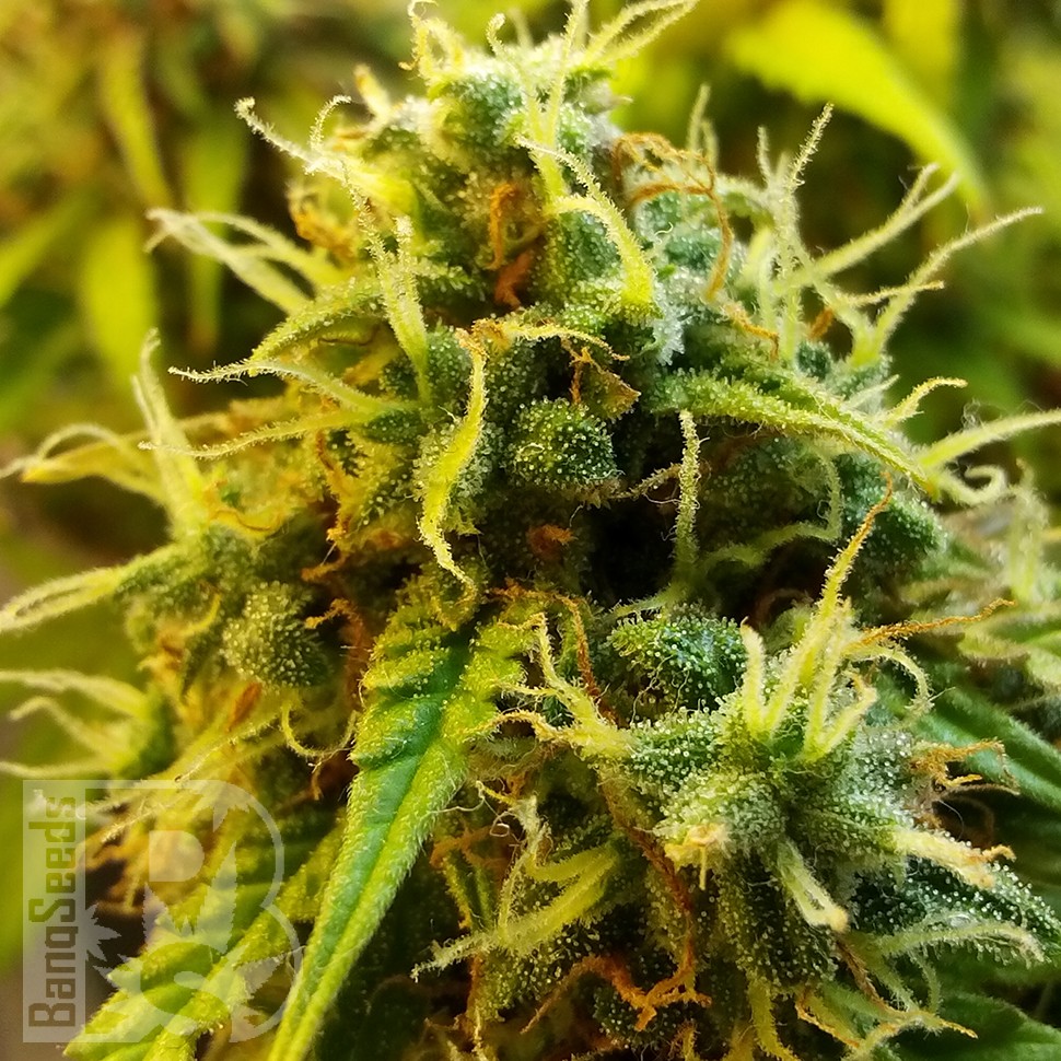 купить семена конопли f1 в оригинальной упаковке Auto Jet 47 feminised купить семена конопли f1 в оригинальной упаковке Auto Jet 47 feminised