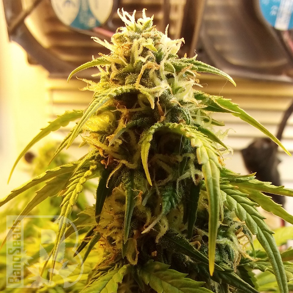 купить урожайные семена конопли Auto Jet 47 feminised купить урожайные семена конопли Auto Jet 47 feminised