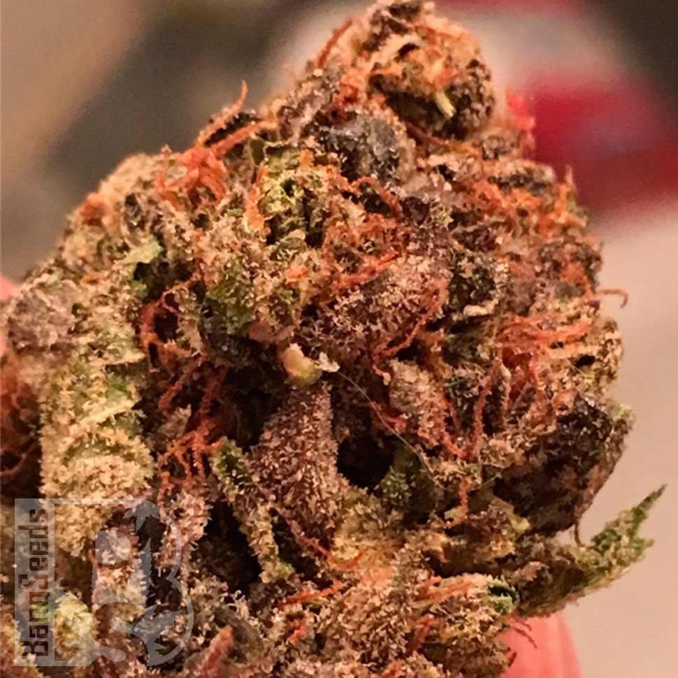 Auto Bruce Banner feminised Ganja Seeds Auto Bruce Banner feminised Ganja Seeds