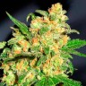 Семена ганжа Bruce Banner feminised Ganja Seeds Семена ганжа Bruce Banner feminised Ganja Seeds