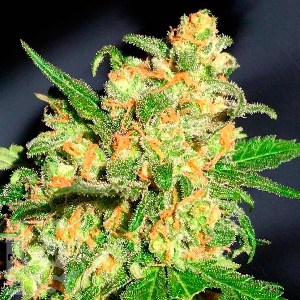 Семена ганжа Bruce Banner feminised Ganja Seeds