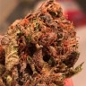 Семена ганжа Bruce Banner feminised Ganja Seeds Семена ганжа Bruce Banner feminised Ganja Seeds